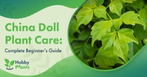 China Doll Plant Care: [Complete Beginner's Guide]
