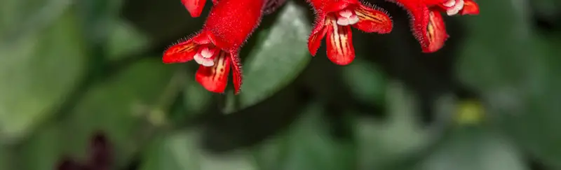 close lipstick plant