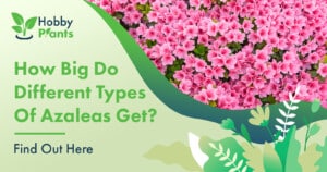 How Big Do Different Types Of Azaleas Get? [Find Out Here]