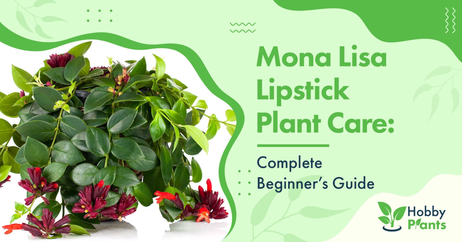 Mona Lisa Lipstick Plant Care Beginner's Guide]