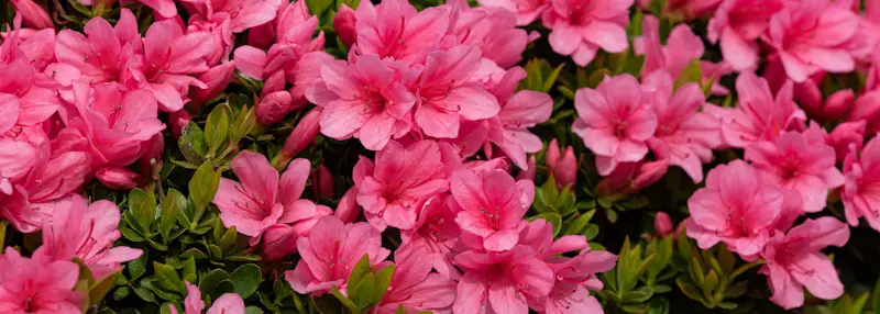 pink azaleas
