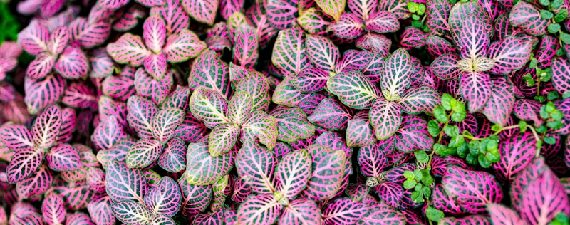 pink green plant