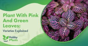 Plants With Pink and Green Leaves (Varieties Explained)