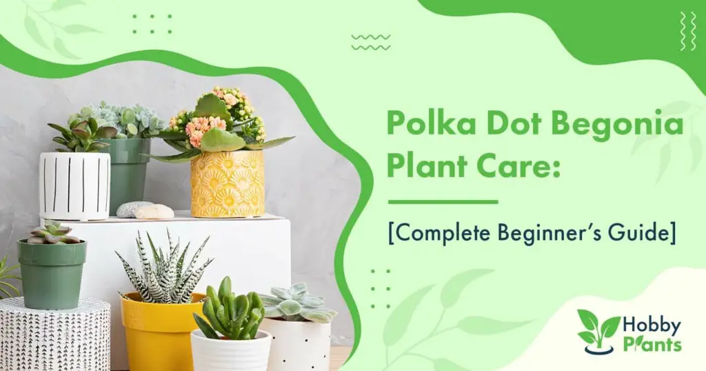 polka dot begonia care