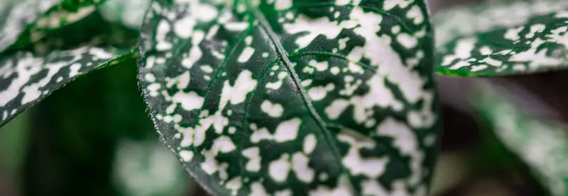 polka dot leaf