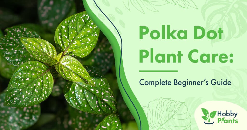 polka dot plant