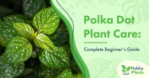 Polka Dot Plant Care: [Complete Beginner's Guide]