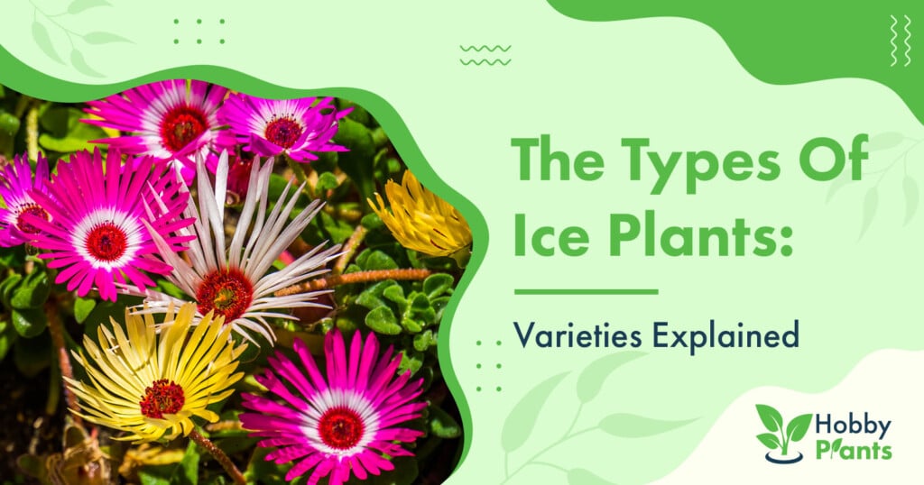 types of ice plant