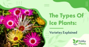 The Types of Ice Plants: [Varieties Explained]