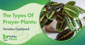 The Types of Prayer Plants: [Varieties Explained]