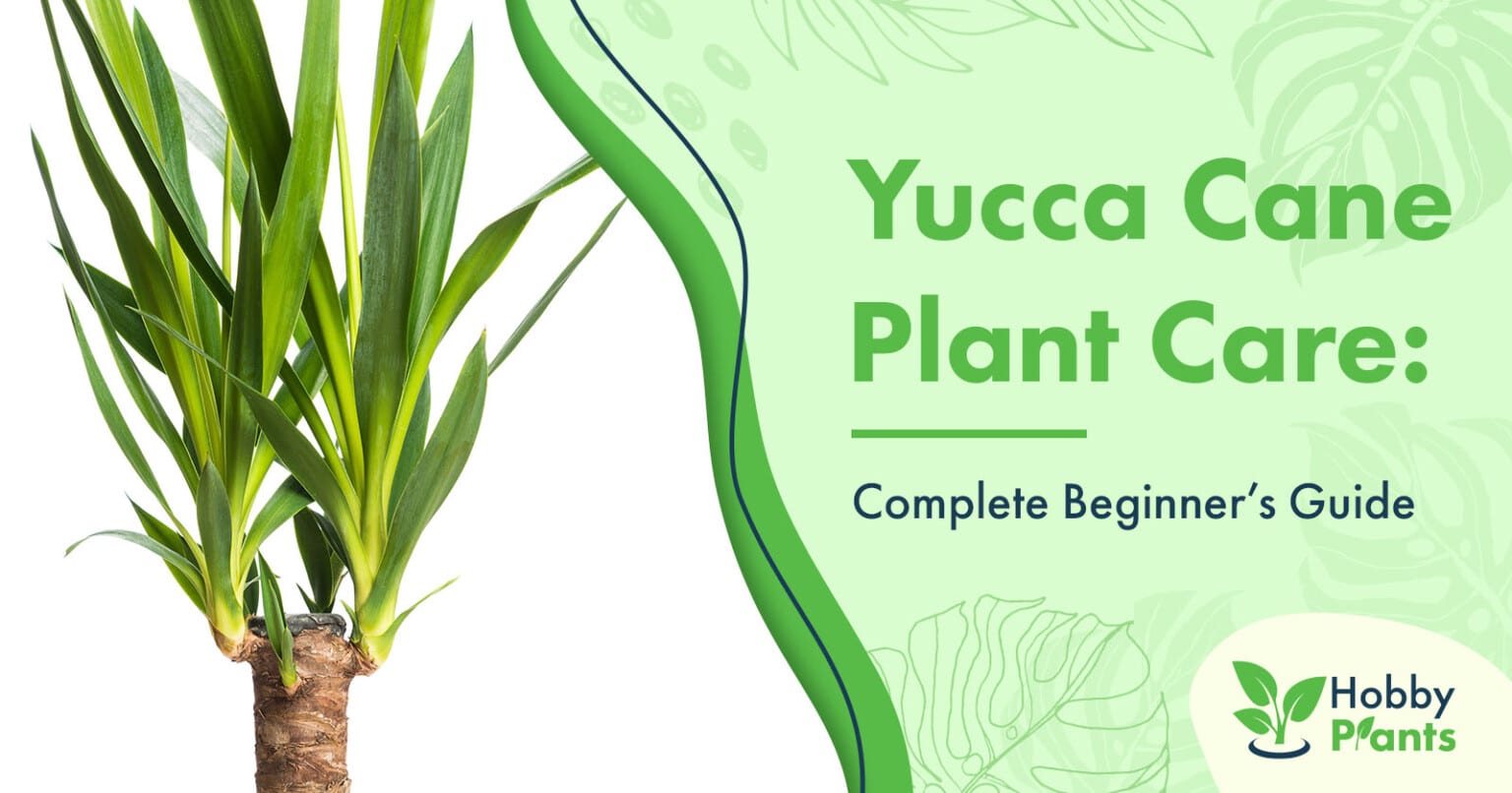 Yucca Cane Plant Care Beginner's Guide]