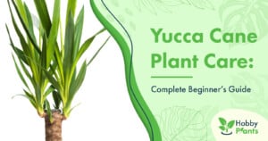 Yucca Cane Plant Care: [Complete Beginner's Guide]