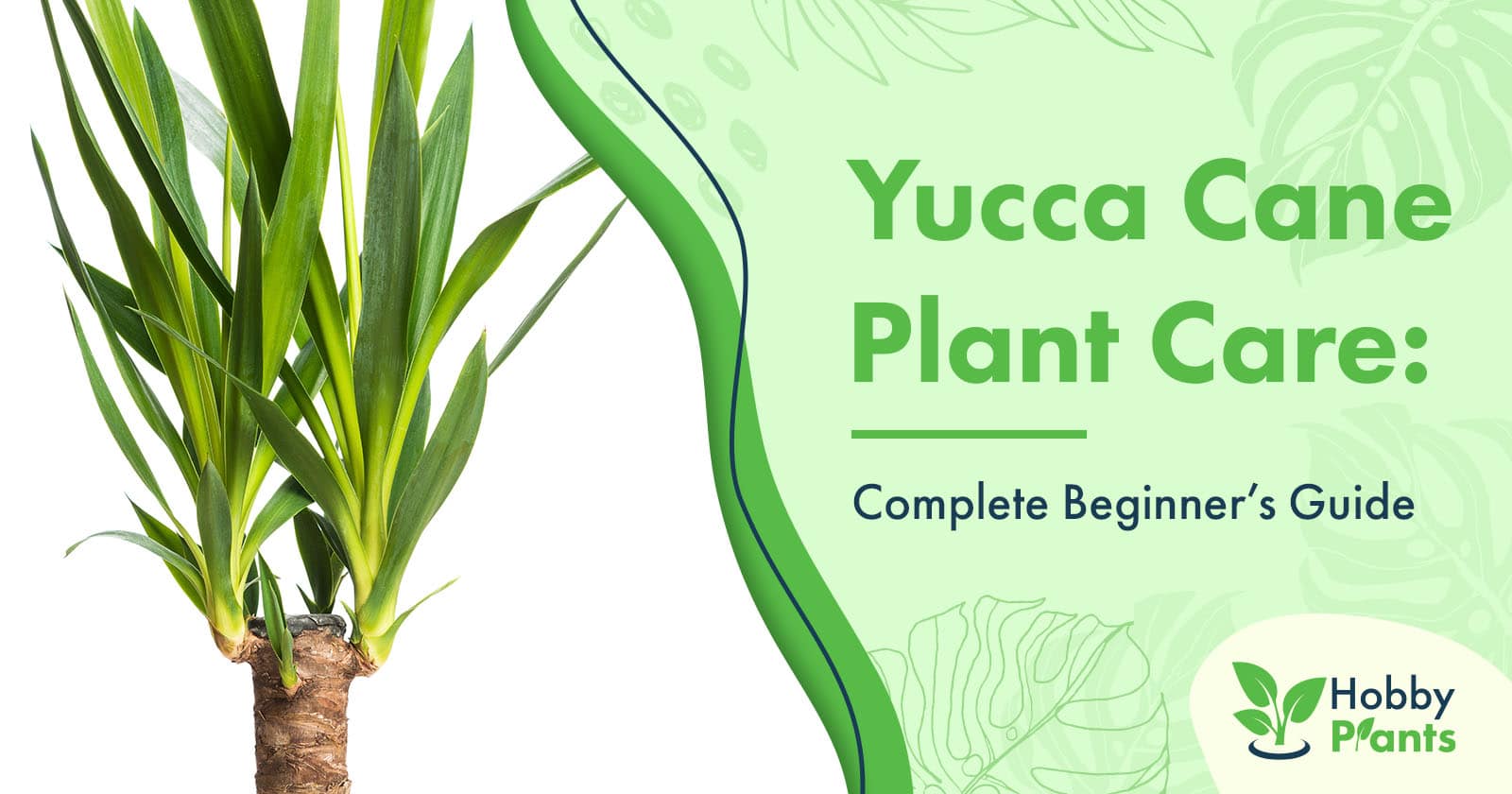 yucca cane plant care